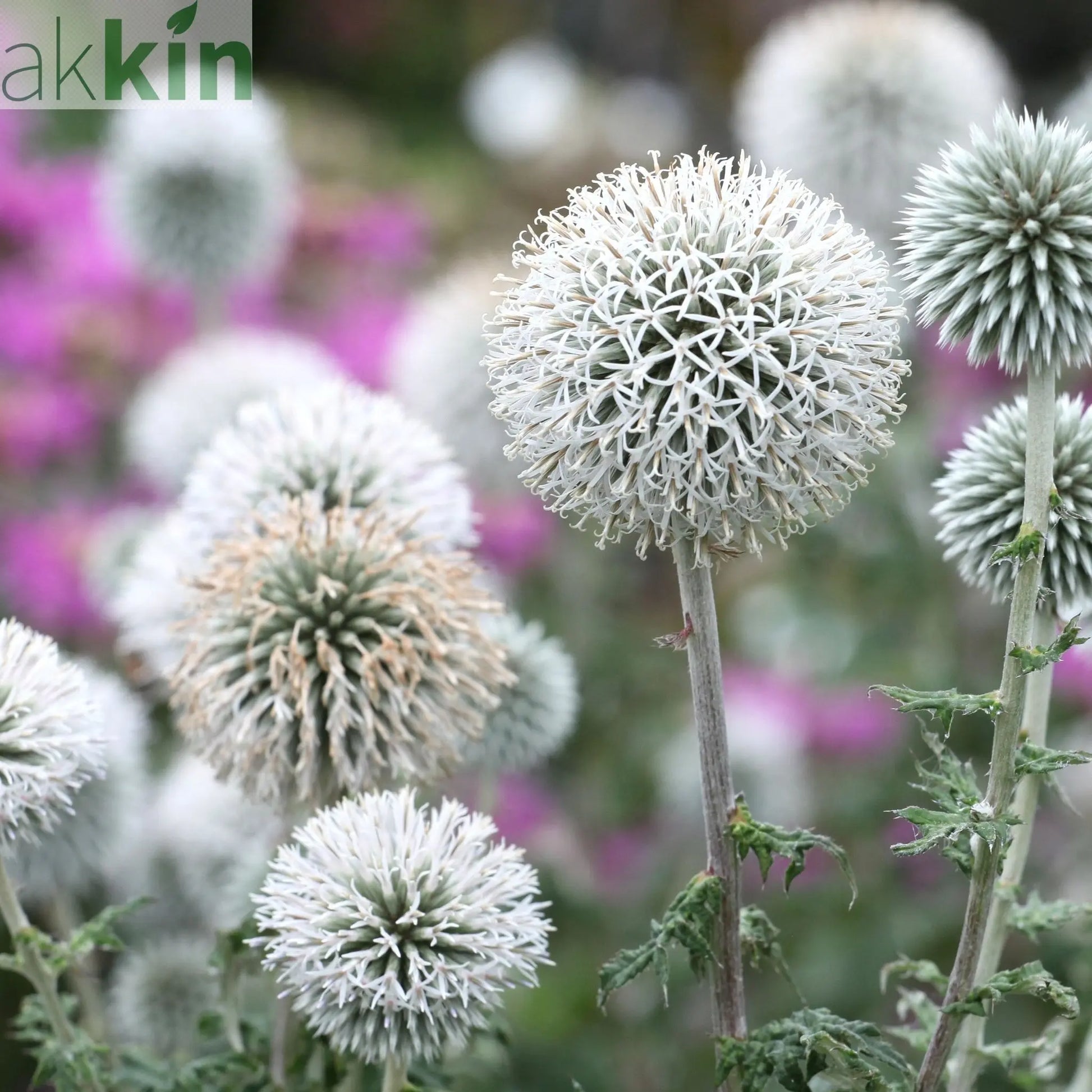 Echinops sphaerocephalus 'Artic Glow' 1L One Click Plants