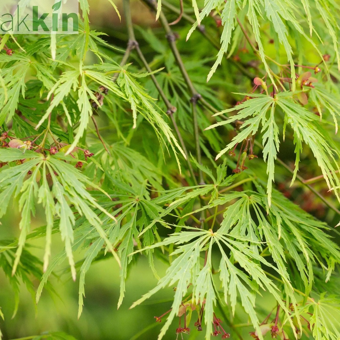 Acer palmatum Dissectum  65L 180cm One Click Plants