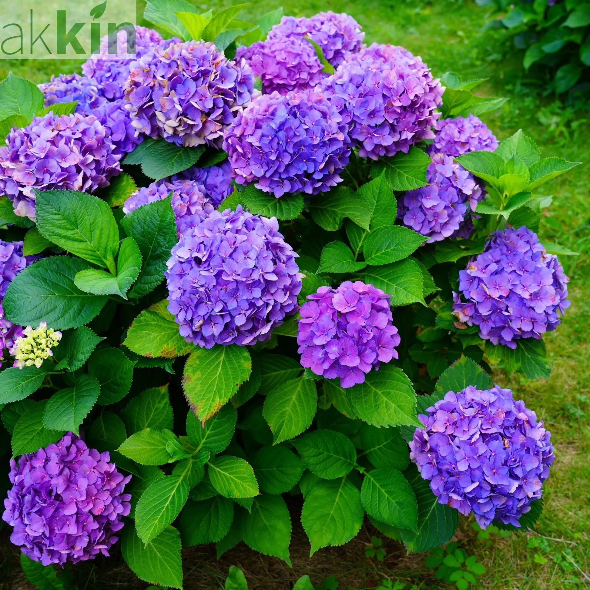 Hydrangea macrophylla 'Purple Ball' 9cm-5L One Click Plants