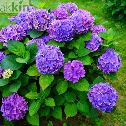 Hydrangea macrophylla 'Purple Ball' 9cm-5L One Click Plants