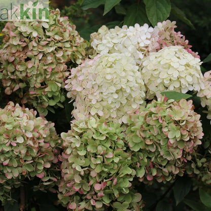 Hydrangea paniculata 'Diamantino' 10L One Click Plants