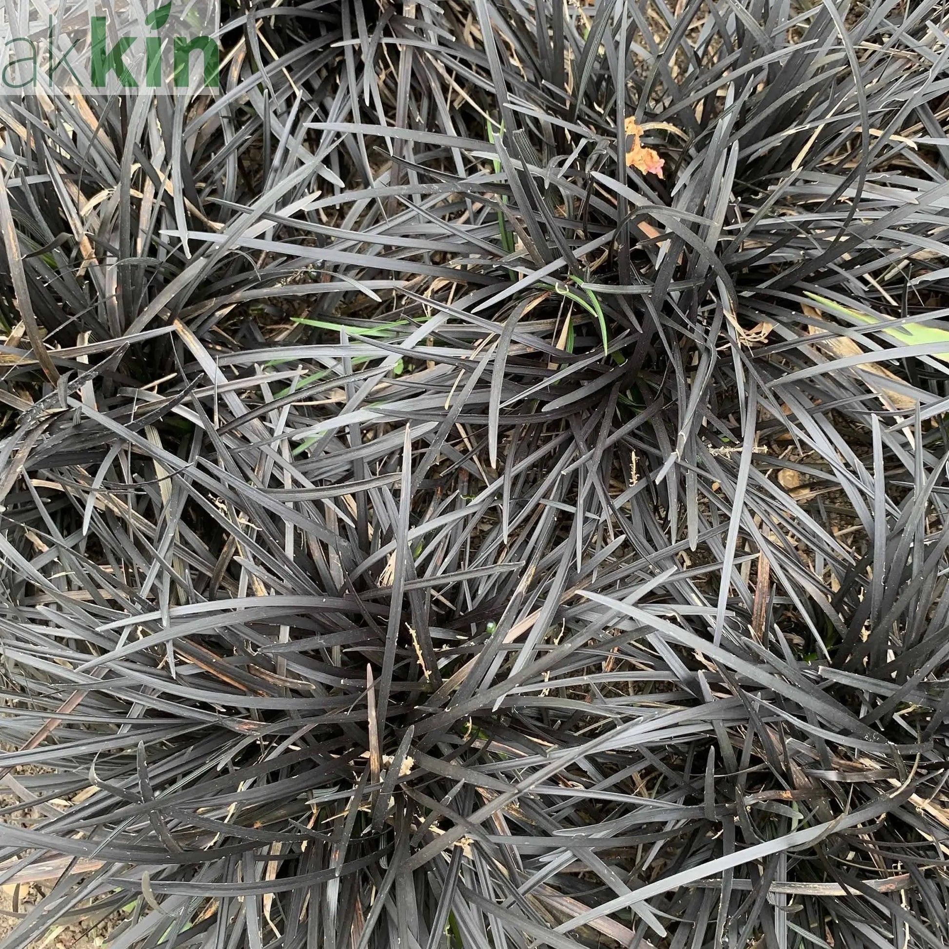 Ophiopogon planiscapus Nigrenscens 'Black Mondo Grass' 2L One Click Plants