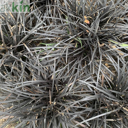 Ophiopogon planiscapus Nigrenscens 'Black Mondo Grass' 2L One Click Plants