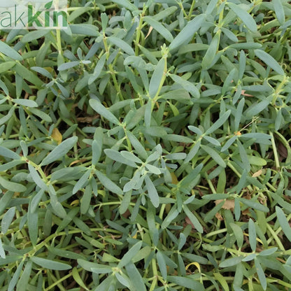 Hypericum kalmianum 'Blue Velvet' 3.5L One Click Plants