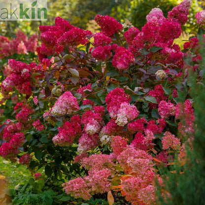 Hydrangea paniculata 'Red Light' 2L / 5L One Click Plants