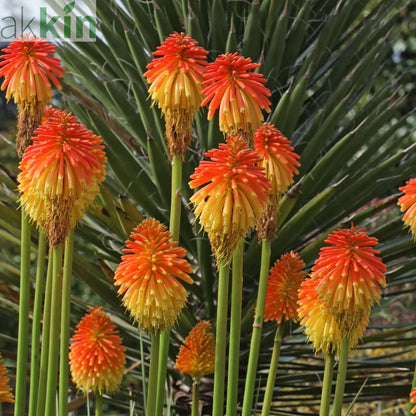 Kniphofia 'Paco Sunset' 9cm/3L One Click Plants