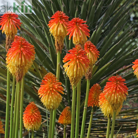 Kniphofia 'Paco Sunset' 9cm/3L One Click Plants