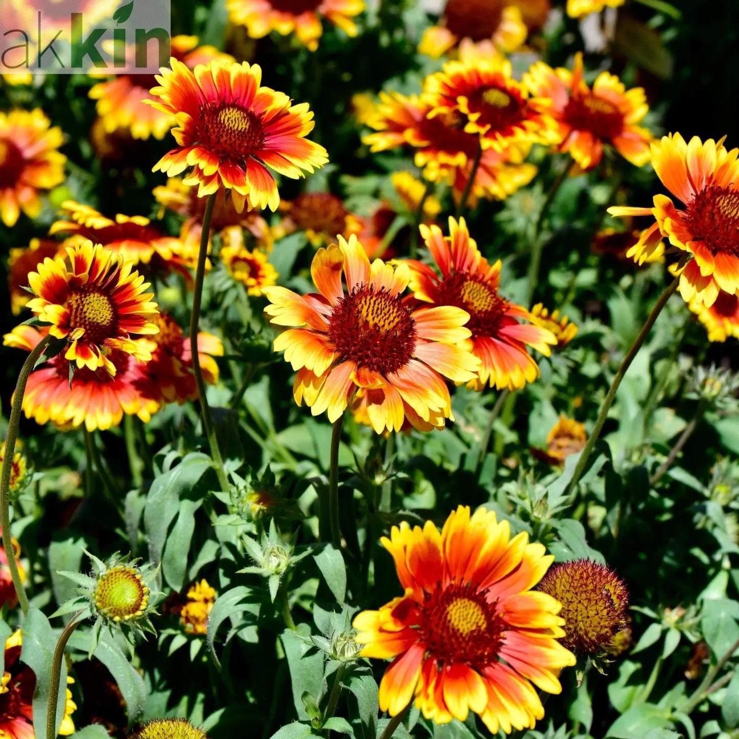 Gaillardia 1.5L (Our Choice) One Click Plants