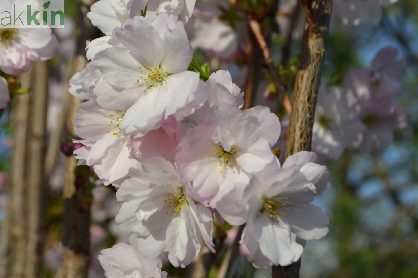 Ornamental Flowering Cherry Blossom Tree Dwarf - Prunus serrulata 'Amanogawa'' 70-80cm One Click Plants
