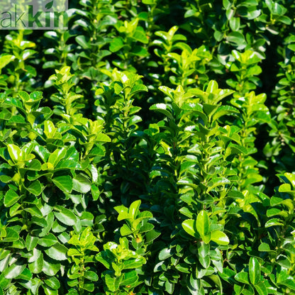 Euonymus japonicus 'Jean Hugues' 9cm One Click Plants