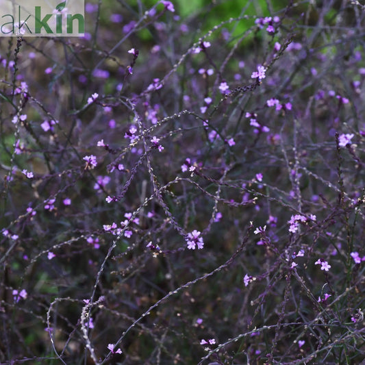 Verbena officinalis var. grandiflora 'Bampton' 9cm/2L One Click Plants