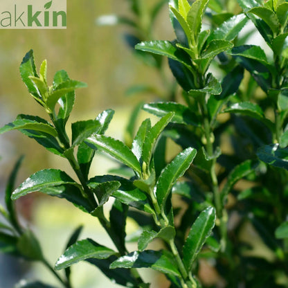 Euonymus japonicus 'Jean Hugues' 9cm One Click Plants