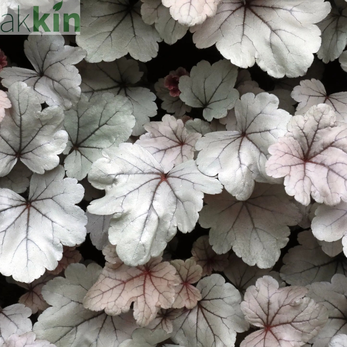 Heuchera 'Silver Gumdrop' 2L One Click Plants