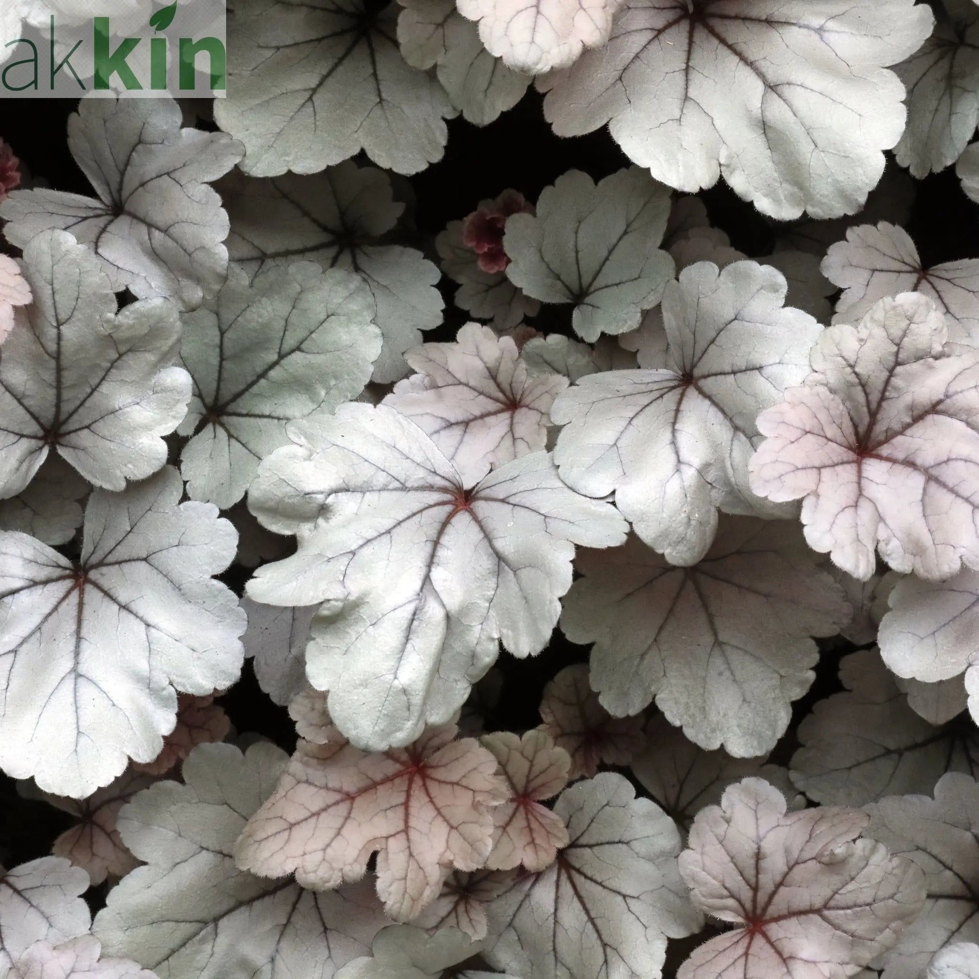 Heuchera 'Silver Gumdrop' 2L One Click Plants