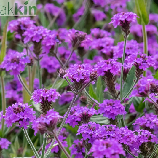 Verbena 'Rigida' 9cm/1.5L/2L One Click Plants