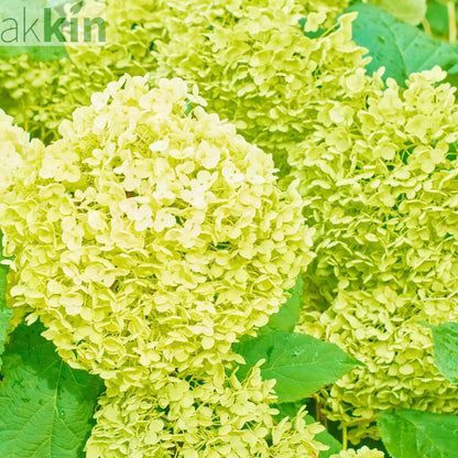Hydrangea paniculata 'White Light' 2L / 5L / 7.5L One Click Plants