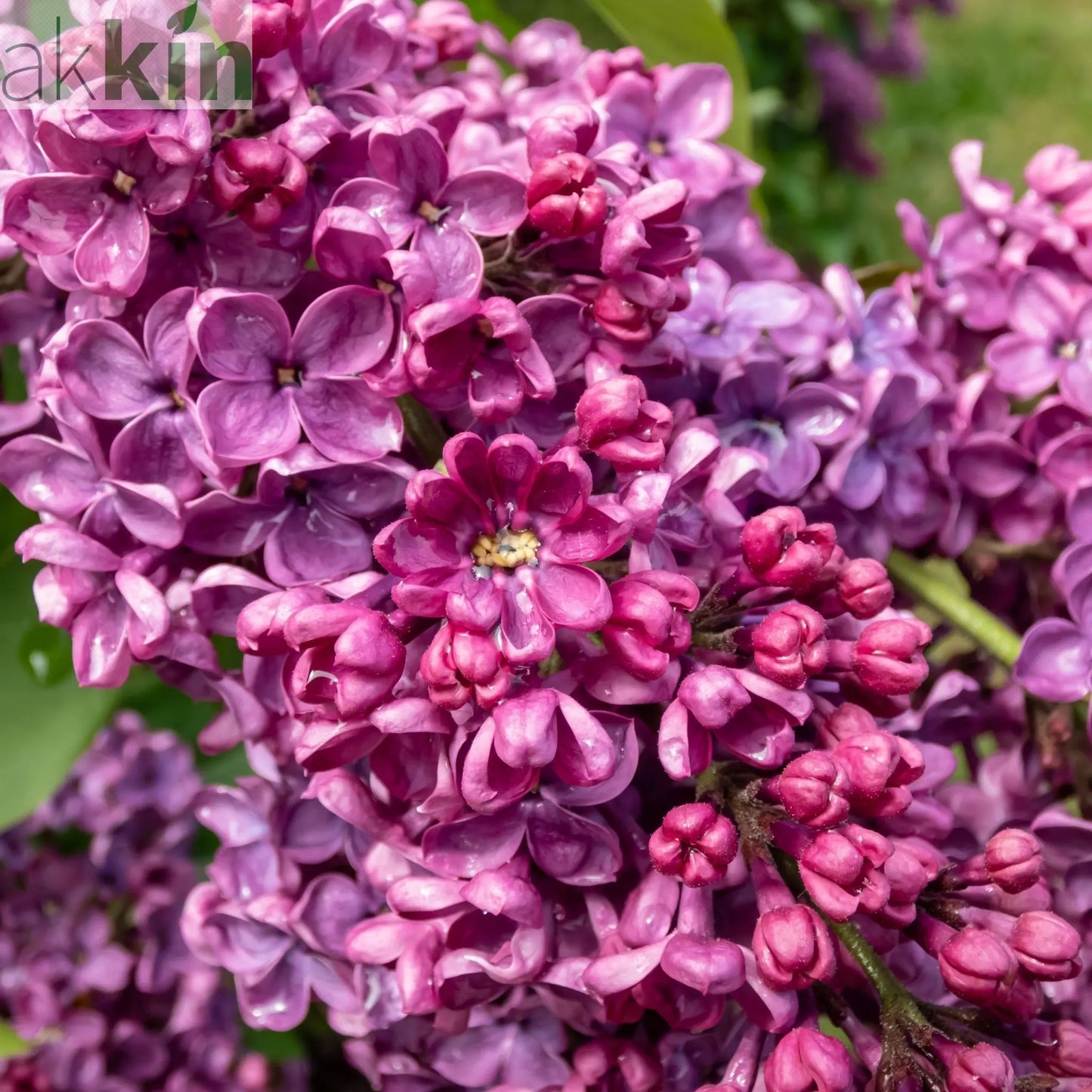 Syringa vulgaris 'Andenken an Ludwig Spath' 2L One Click Plants
