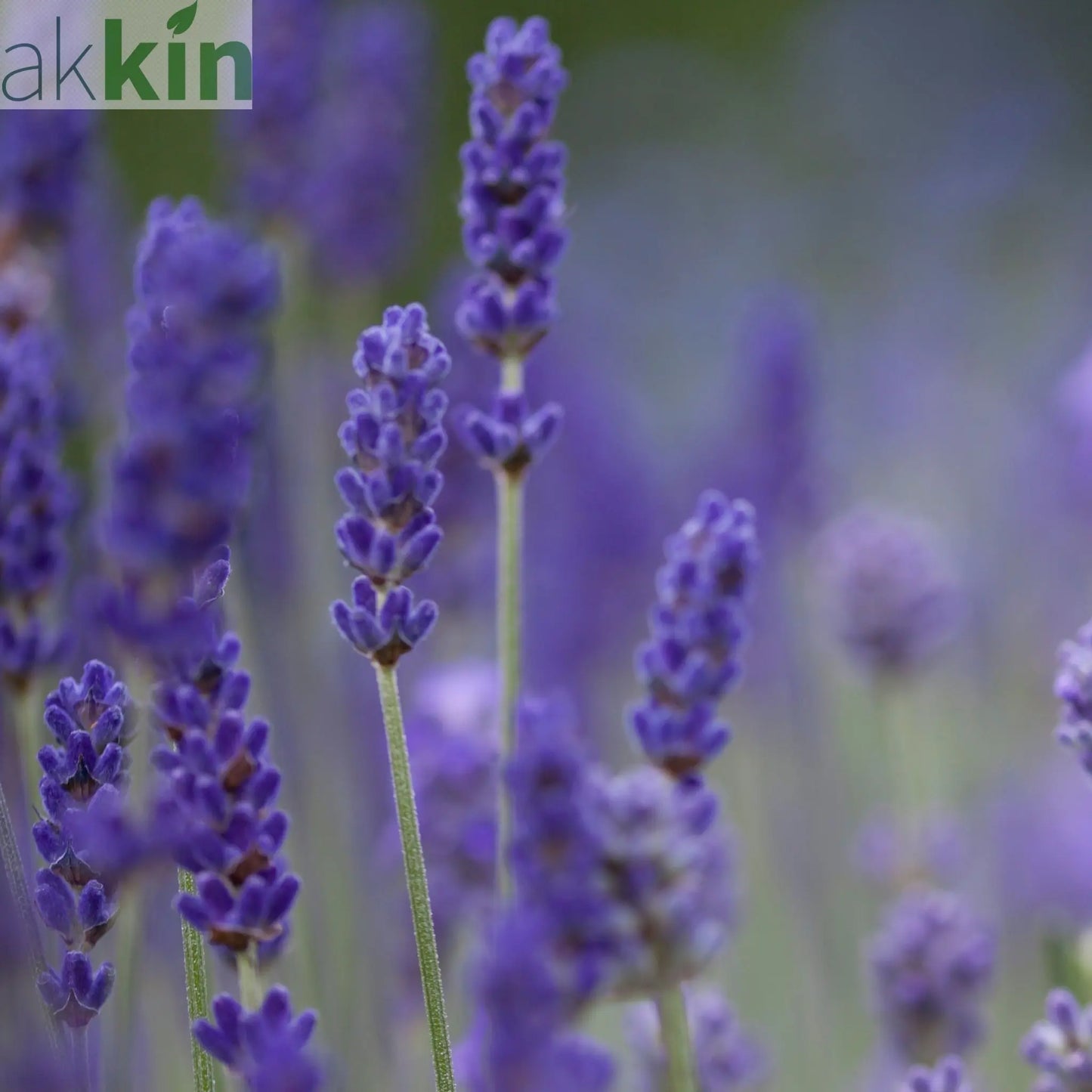 Lavender angustifolia 'Blue Scent' 9cm One Click Plants