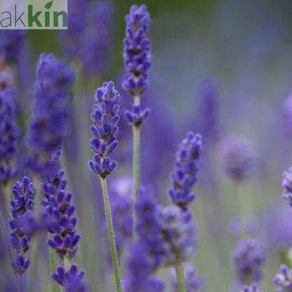 Lavender angustifolia 'Blue Scent' 9cm One Click Plants