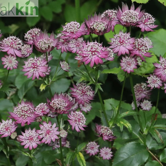 Astrantia major 'Venice' 2L One Click Plants