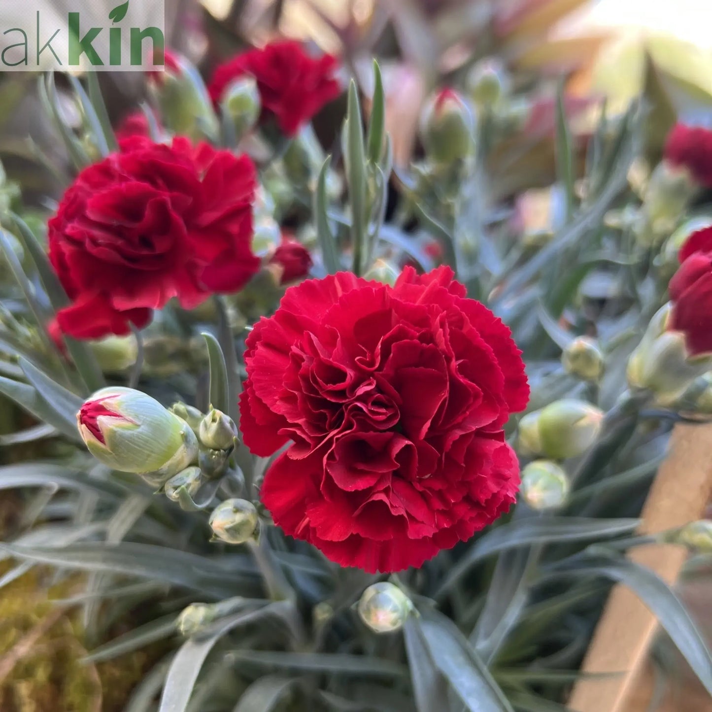 Dianthus 'Dash Crimson' 9cm One Click Plants