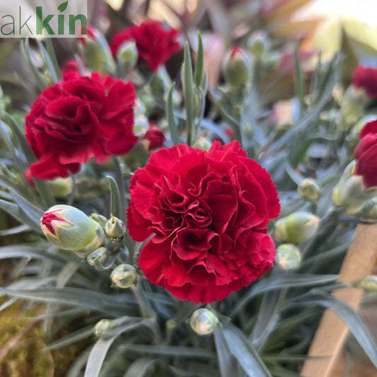 Dianthus 'Dash Crimson' 9cm One Click Plants