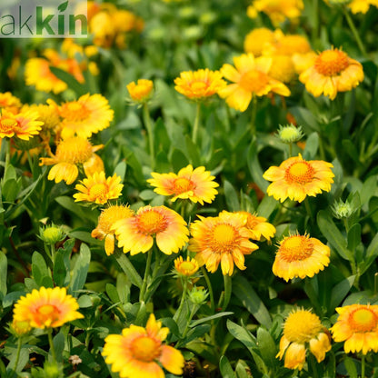 Gaillardia aristata 'Sunrita Golden Yellow' 9cm Pot One Click Plants
