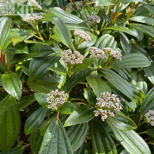 Viburnum davidii 9cm One Click Plants
