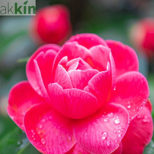 Camellia japonica 'Tom Knudsen' 40-50cm One Click Plants