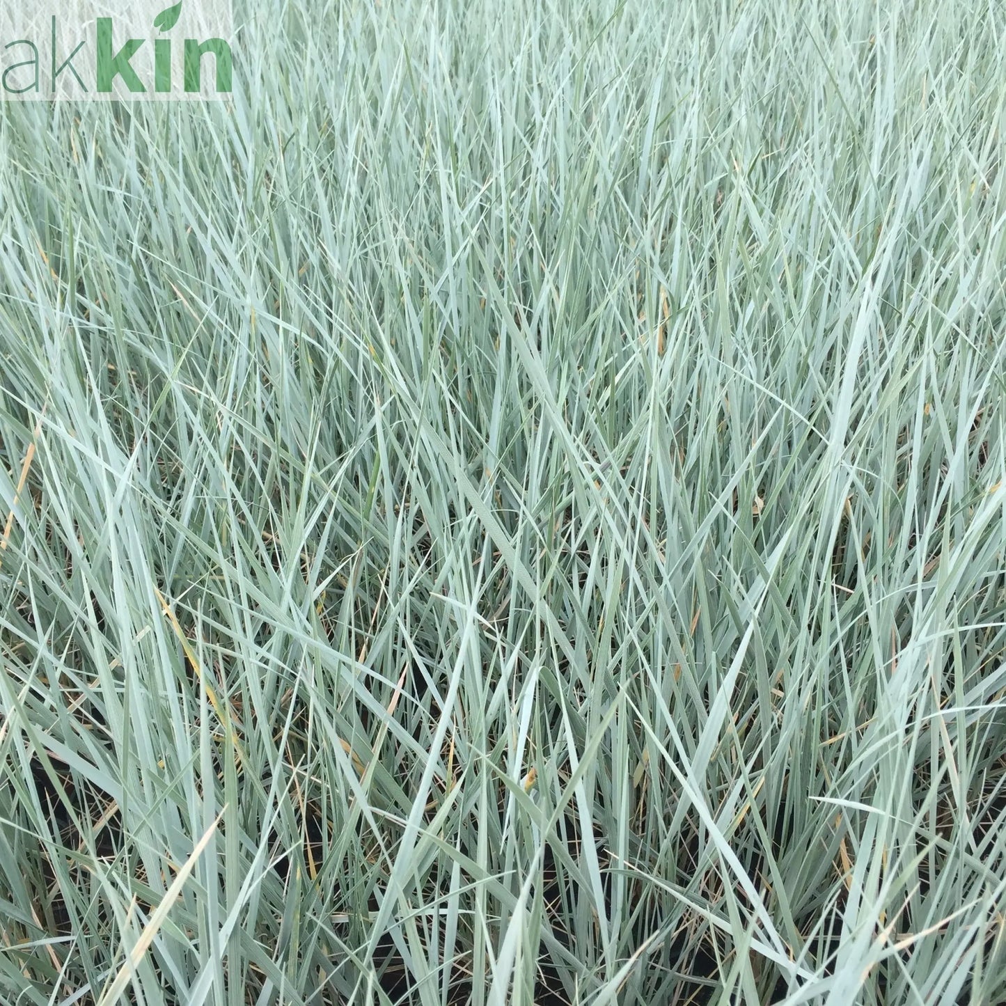 Elymus magellanicus 9cm One Click Plants