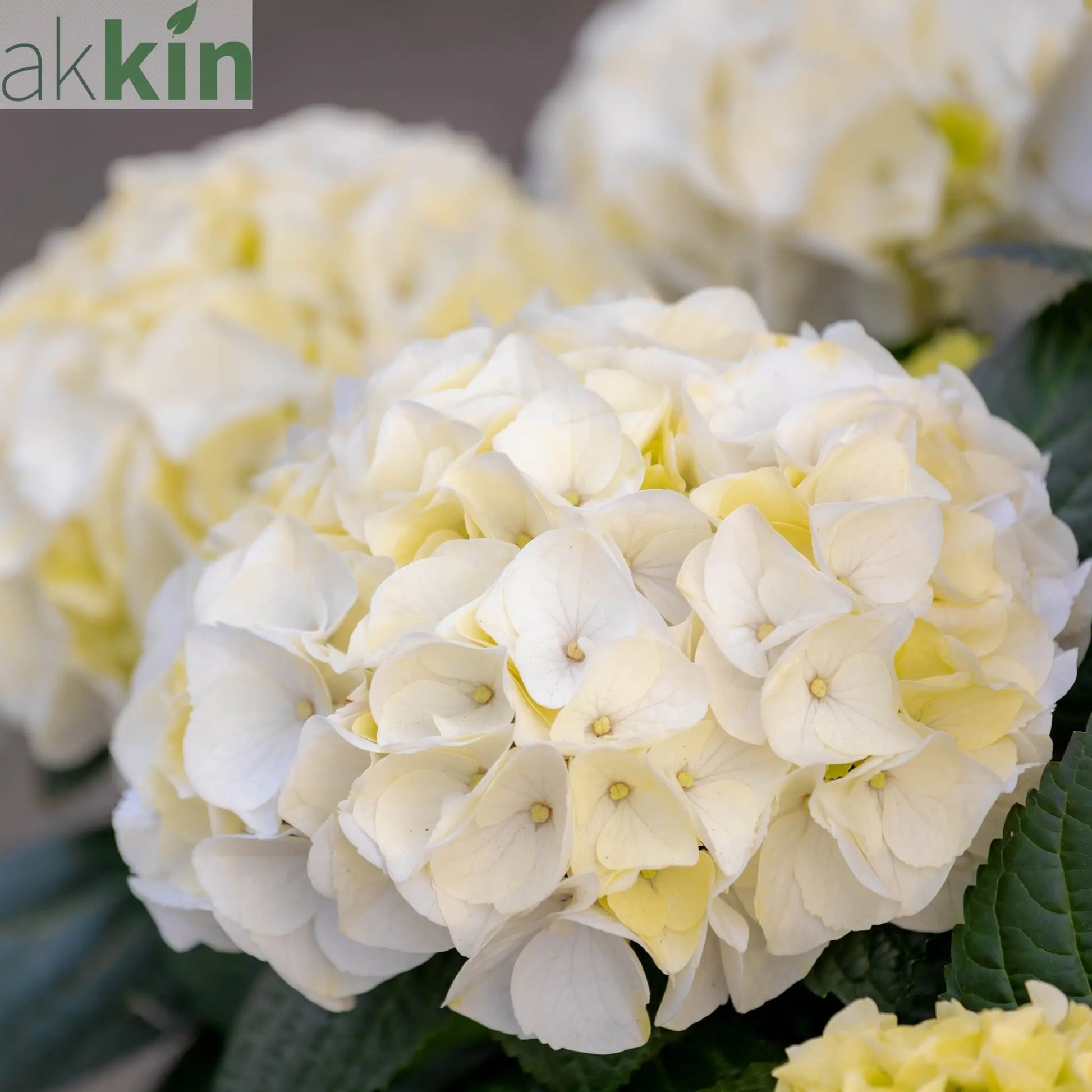 Hydrangea macrophylla Vanilla Sky 2L One Click Plants