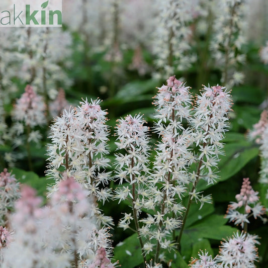 Tiarella 'Spring Symphony' 9cm / 2L One Click Plants