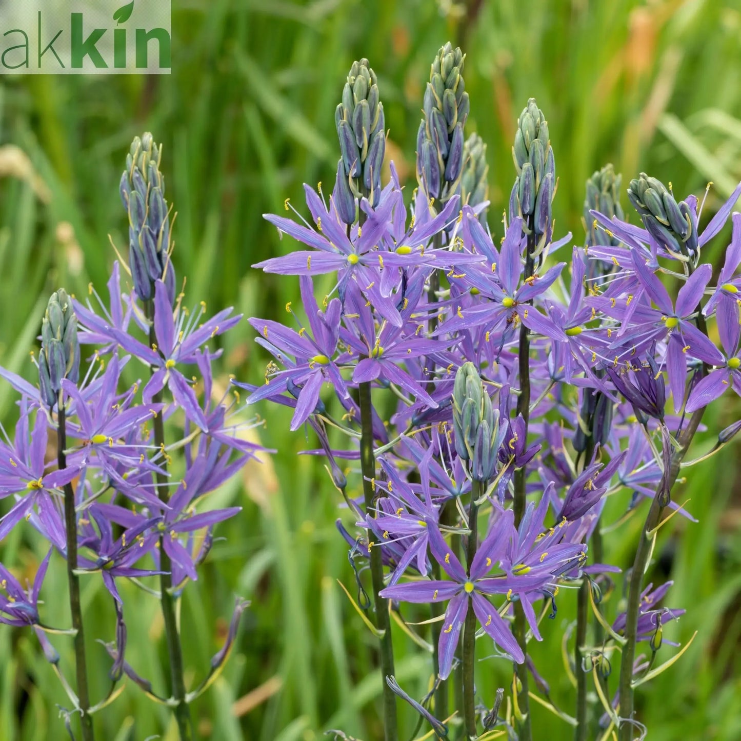 Camassia leichtlinii ‘Caerulea’ 9cm Pot One Click Plants