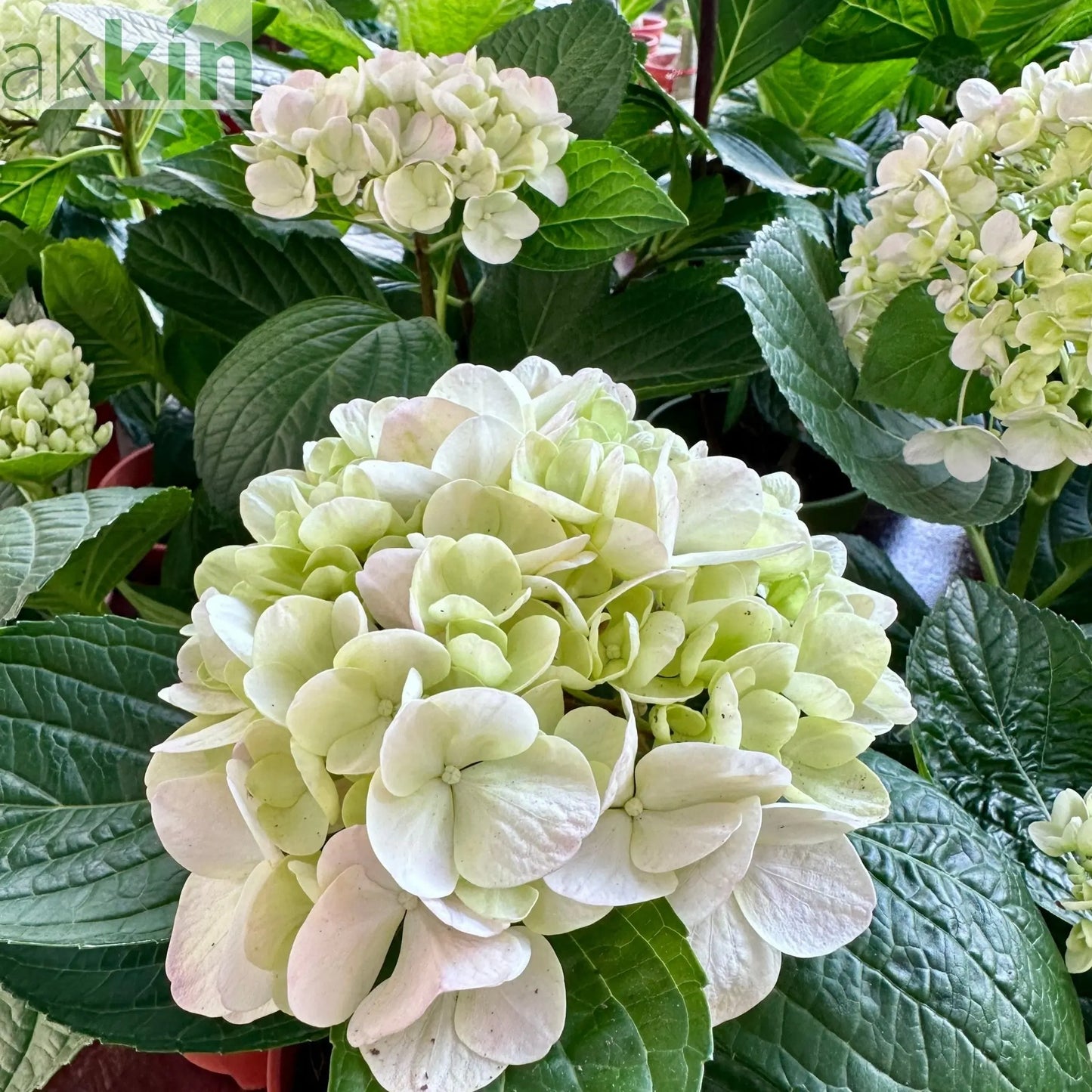 Hydrangea macrophylla 'Madame Emile Mouillere' 9cm One Click Plants