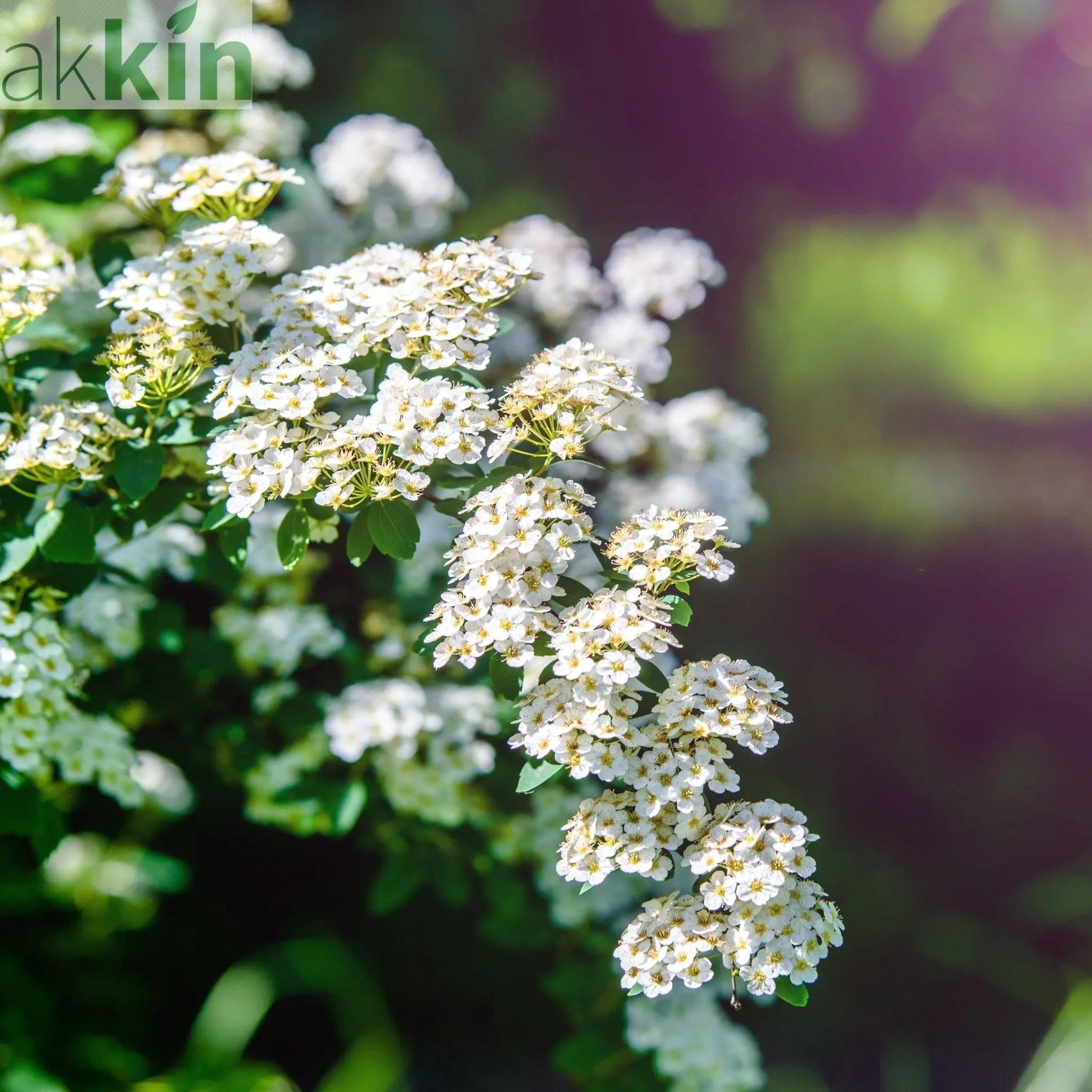 Spiraea japonica 'Albiflora' 2L One Click Plants