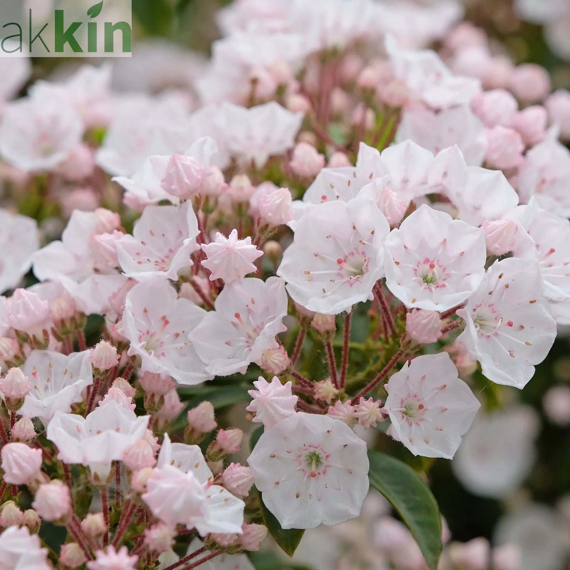Kalmia latifolia 'Elf' 3L One Click Plants