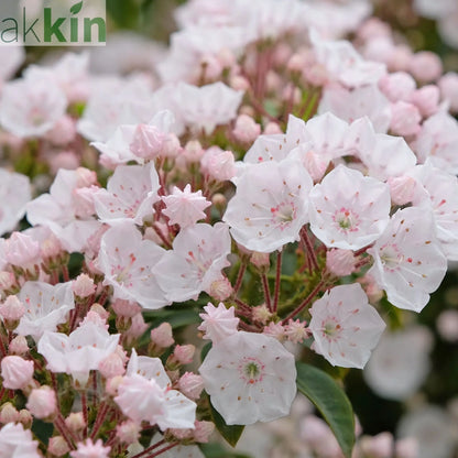 Kalmia latifolia 'Elf' 3L One Click Plants