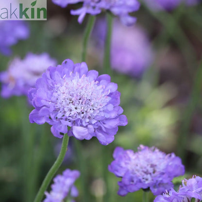 Scabious Butterfly Blue 9cm/2L One Click Plants