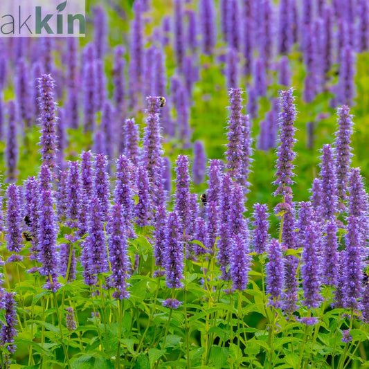 AGASTACHE 'Blue Fortune' 9cm One Click Plants
