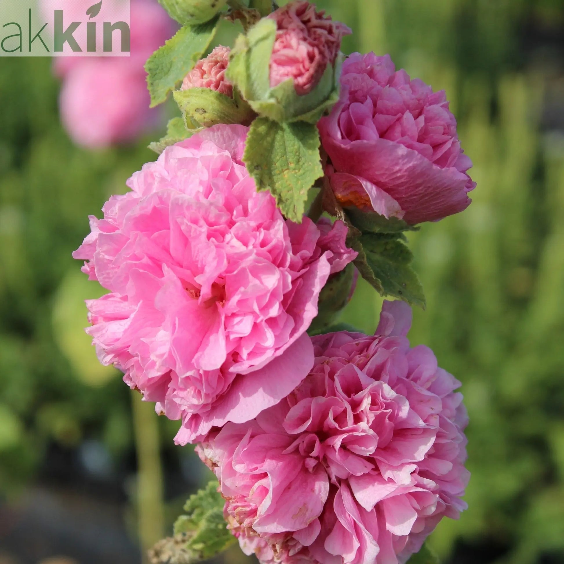 Hollyhock (Alcea) plena 'Chater's Rose' 9cm/1.5L One Click Plants