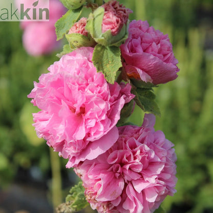 Hollyhock (Alcea) plena 'Chater's Rose' 9cm/1.5L One Click Plants
