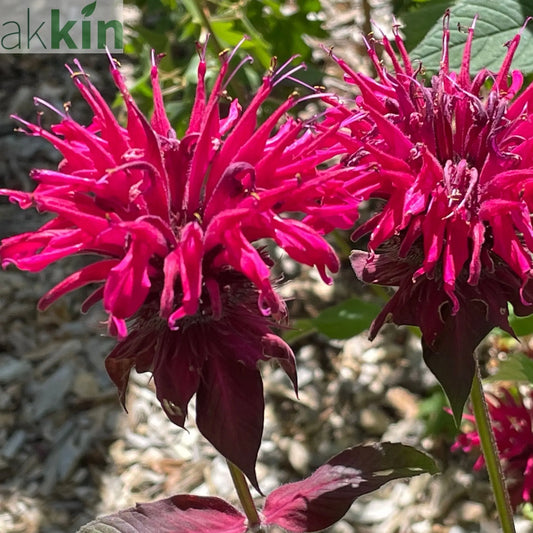 Monarda didmya Red Shades 9cm One Click Plants