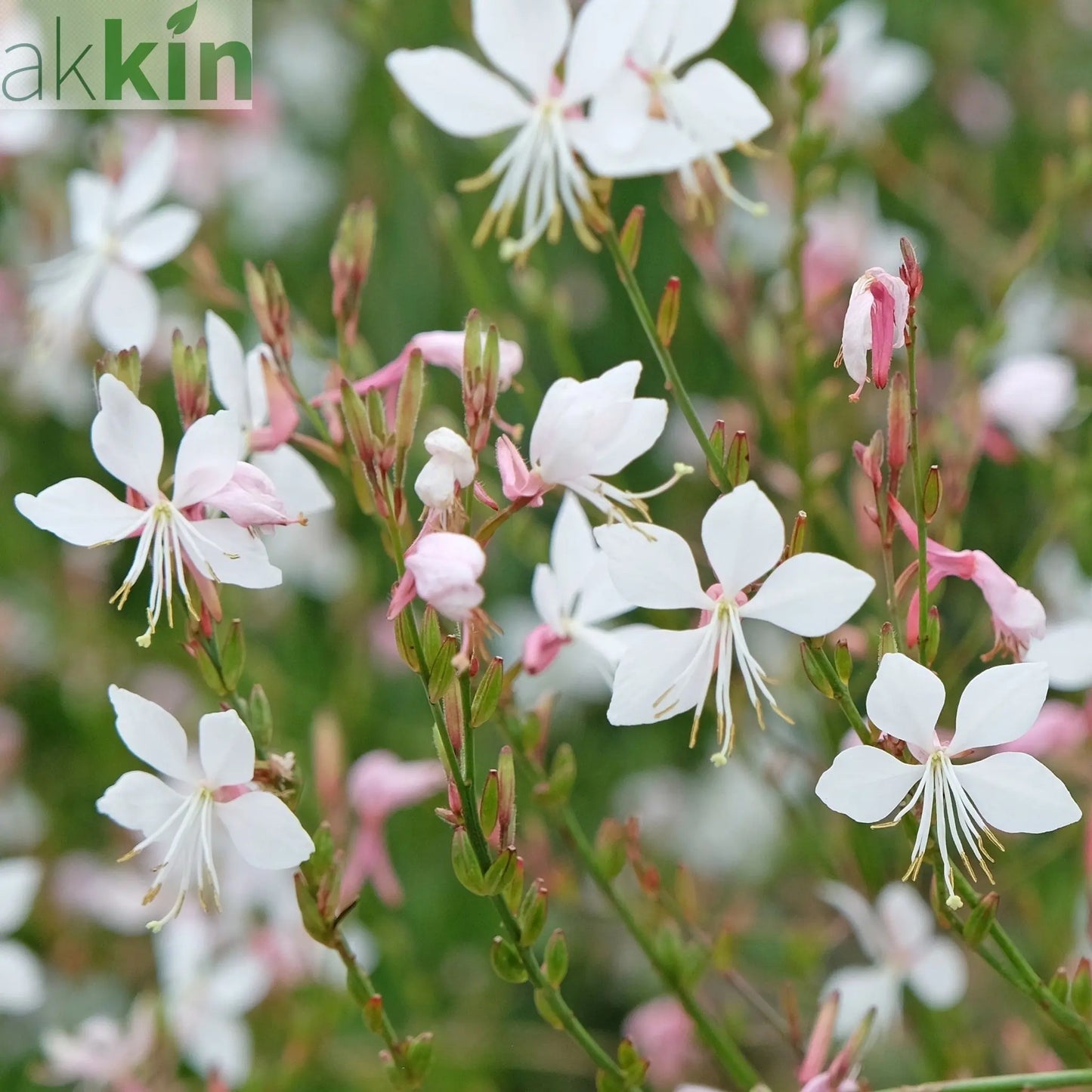 Gaura lindheimeri White 9cm / 2L One Click Plants