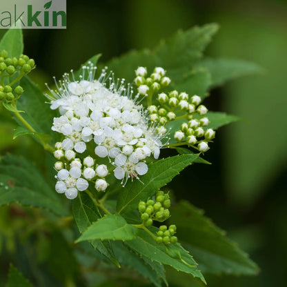 Spiraea japonica 'Albiflora' 2L One Click Plants
