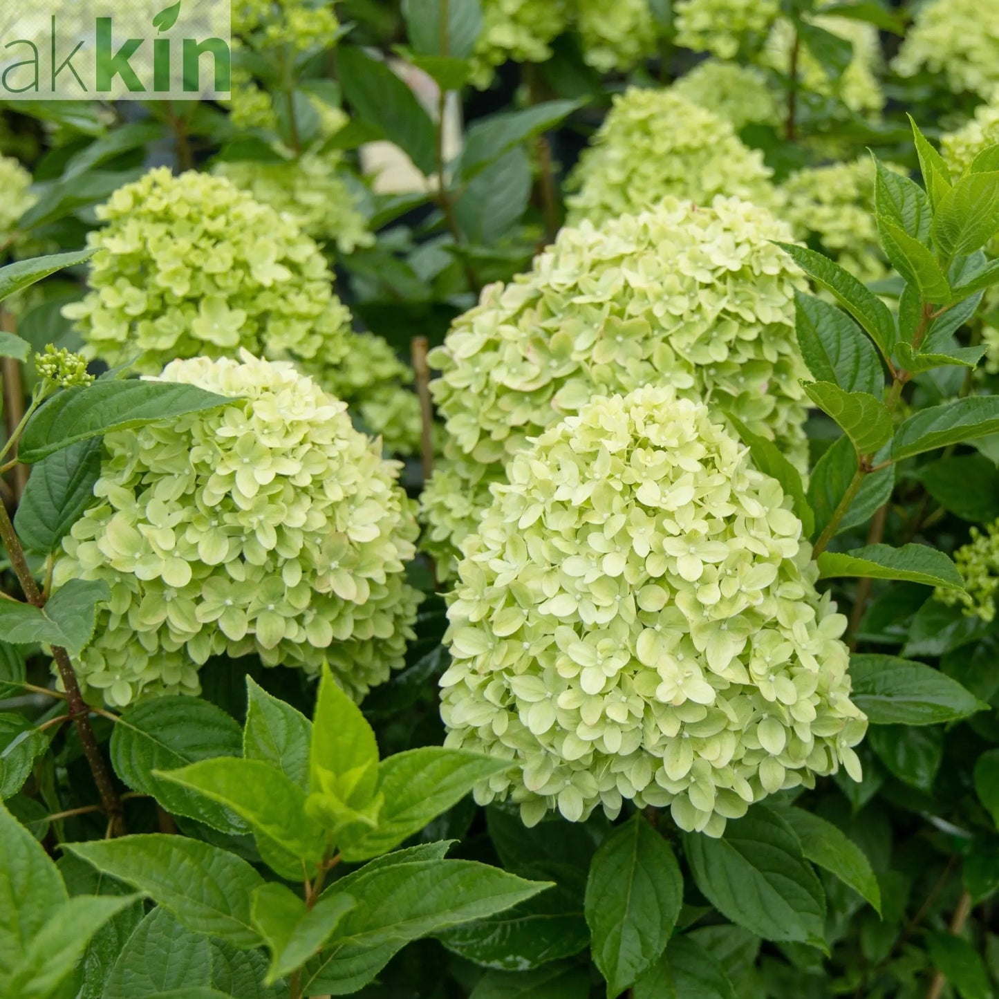 Hydrangea paniculata 'Little Spooky' 9cm / 5L One Click Plants