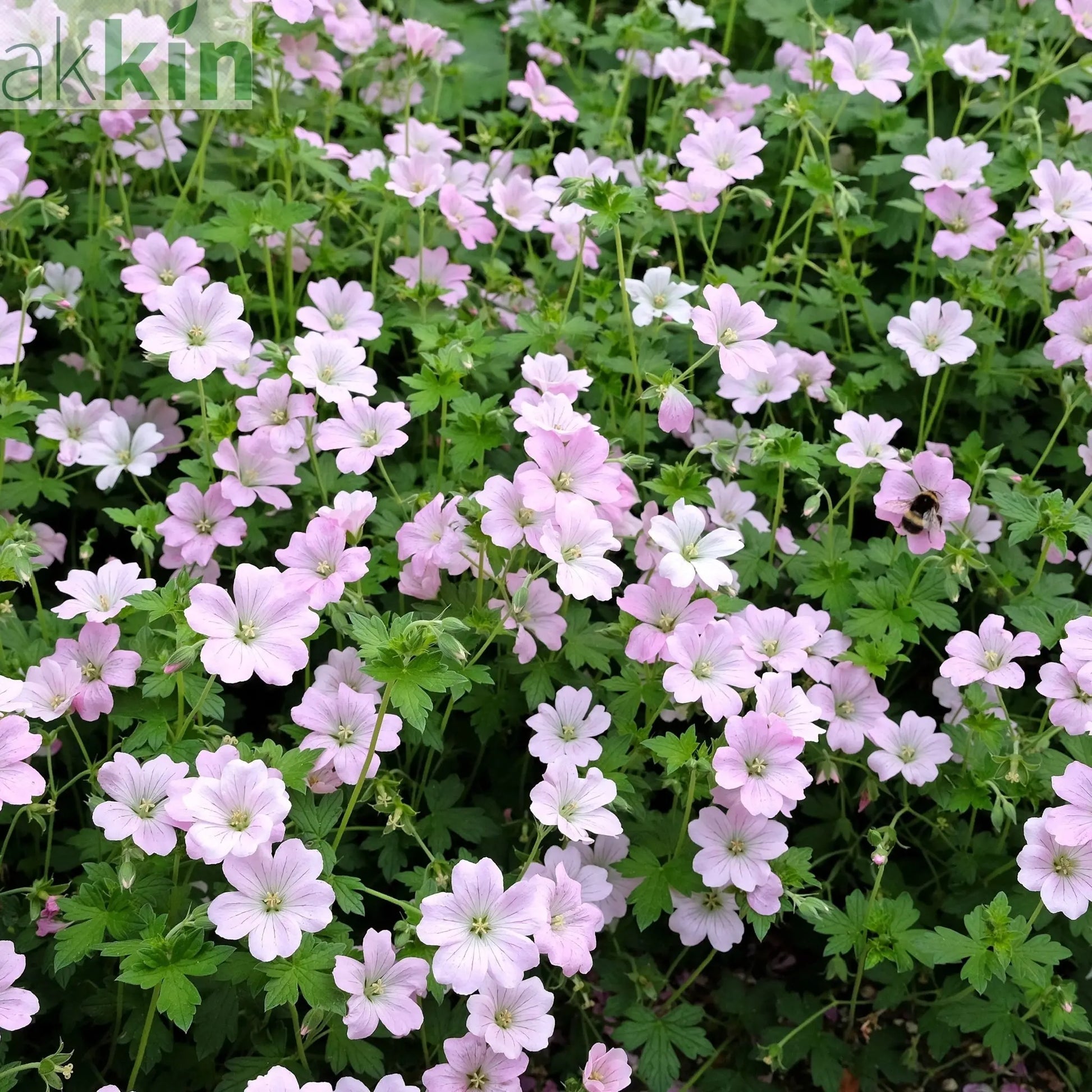Geranium 'Dreamland' 9cm/2L One Click Plants