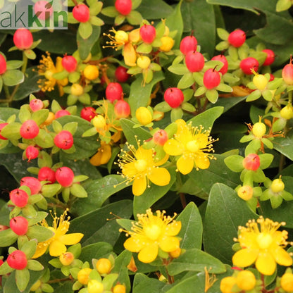 Hypericum 'Mirable Blizz' 2L One Click Plants