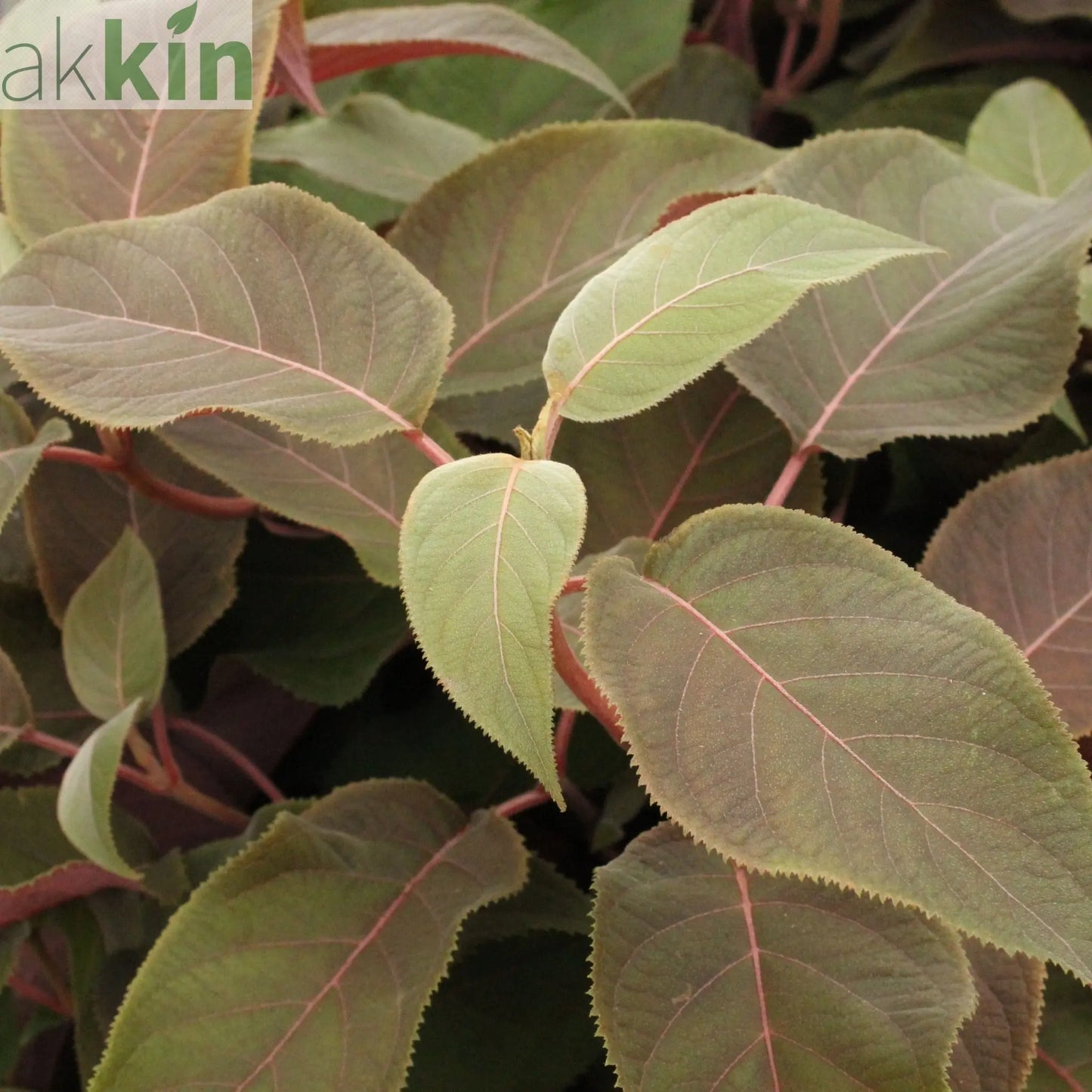Hydrangea aspera 'Hot Chocolate' 9cm One Click Plants