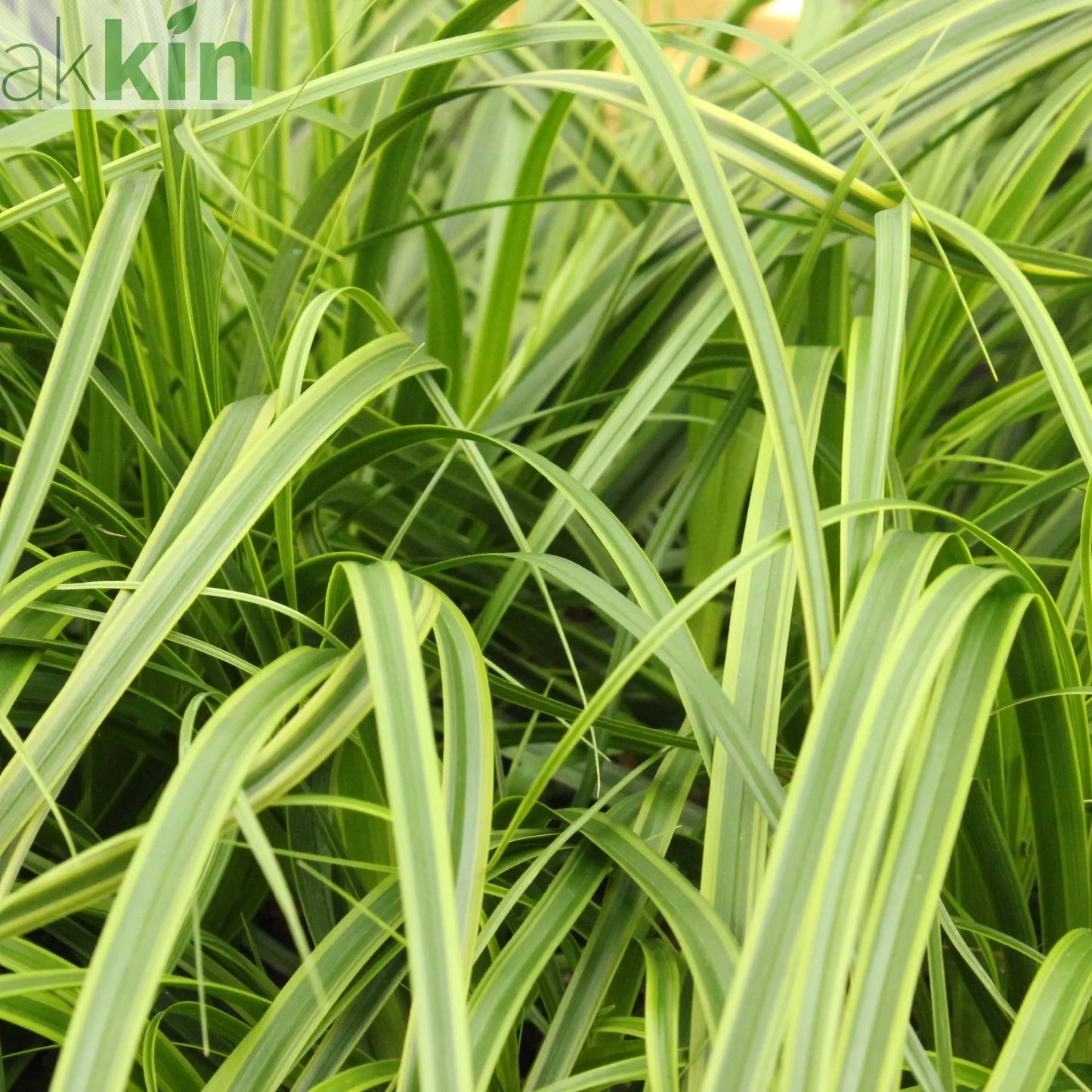 Carex 'Everlime' Ornamental Grass 1L / 2L One Click Plants