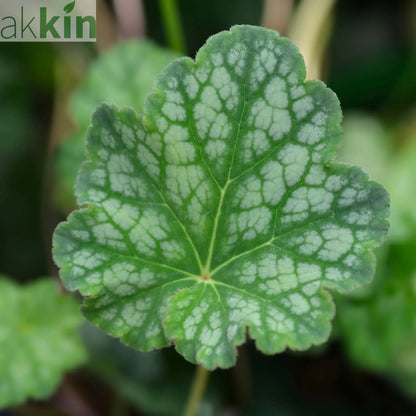 Heuchera americana 'Dales Strain' 9cm One Click Plants